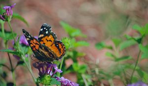 Preview wallpaper butterfly, flower, patterns