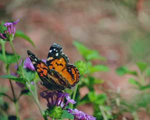 Preview wallpaper butterfly, flower, patterns