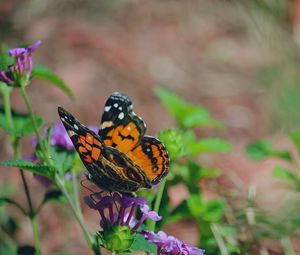 Preview wallpaper butterfly, flower, patterns