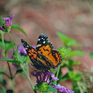 Preview wallpaper butterfly, flower, patterns