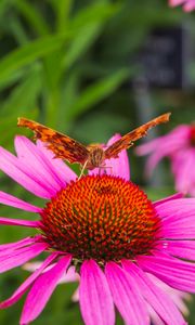 Preview wallpaper butterfly, flower, petals, macro, pollen