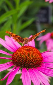 Preview wallpaper butterfly, flower, petals, macro, pollen