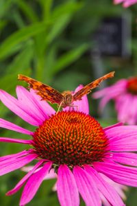 Preview wallpaper butterfly, flower, petals, macro, pollen