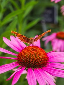 Preview wallpaper butterfly, flower, petals, macro, pollen