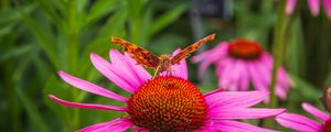 Preview wallpaper butterfly, flower, petals, macro, pollen
