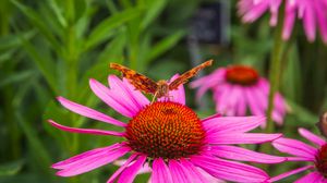 Preview wallpaper butterfly, flower, petals, macro, pollen