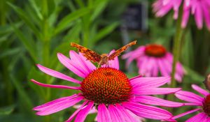 Preview wallpaper butterfly, flower, petals, macro, pollen