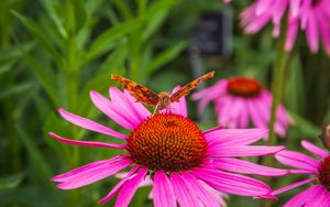 Preview wallpaper butterfly, flower, petals, macro, pollen