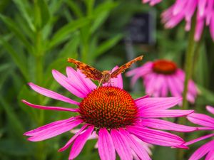 Preview wallpaper butterfly, flower, petals, macro, pollen