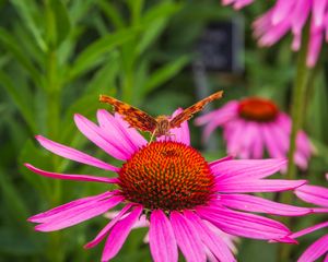 Preview wallpaper butterfly, flower, petals, macro, pollen