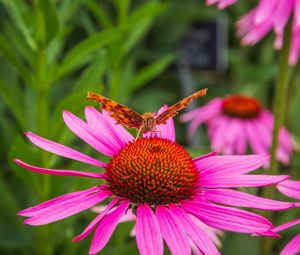 Preview wallpaper butterfly, flower, petals, macro, pollen