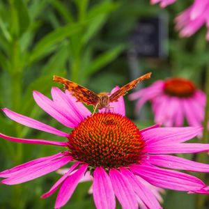 Preview wallpaper butterfly, flower, petals, macro, pollen