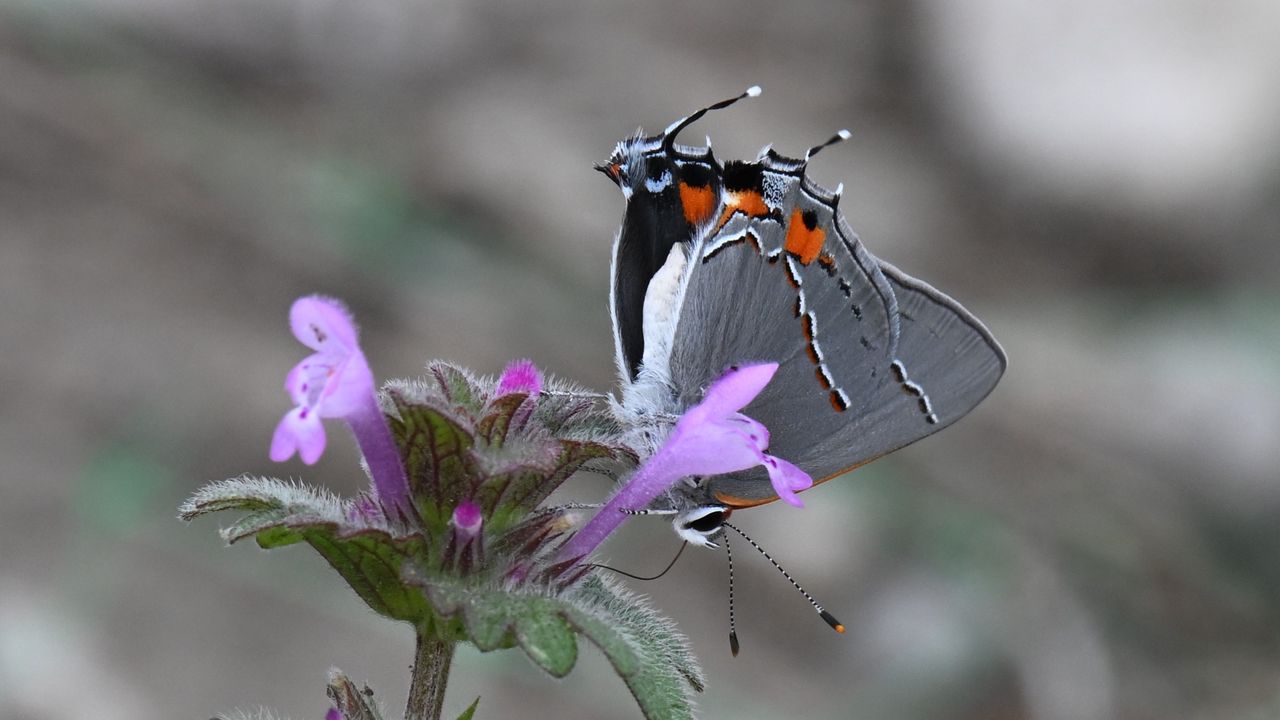 Wallpaper butterfly, flower, petals, wings, macro