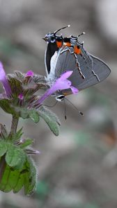 Preview wallpaper butterfly, flower, petals, wings, macro