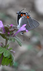 Preview wallpaper butterfly, flower, petals, wings, macro