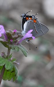 Preview wallpaper butterfly, flower, petals, wings, macro