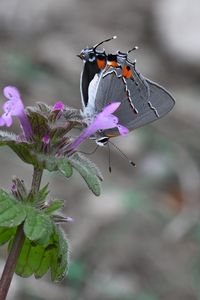 Preview wallpaper butterfly, flower, petals, wings, macro