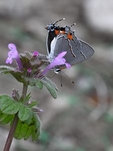 Preview wallpaper butterfly, flower, petals, wings, macro