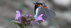 Preview wallpaper butterfly, flower, petals, wings, macro