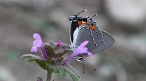 Preview wallpaper butterfly, flower, petals, wings, macro