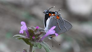 Preview wallpaper butterfly, flower, petals, wings, macro