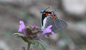 Preview wallpaper butterfly, flower, petals, wings, macro