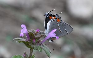 Preview wallpaper butterfly, flower, petals, wings, macro