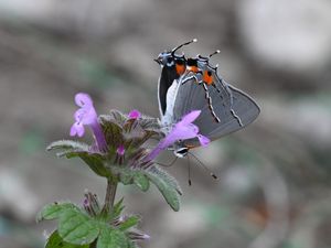 Preview wallpaper butterfly, flower, petals, wings, macro