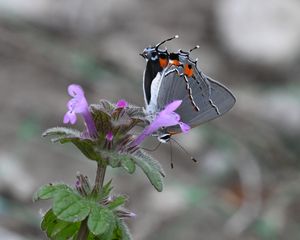 Preview wallpaper butterfly, flower, petals, wings, macro