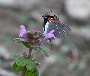 Preview wallpaper butterfly, flower, petals, wings, macro