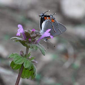 Preview wallpaper butterfly, flower, petals, wings, macro