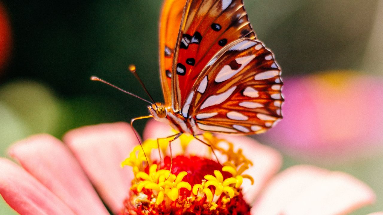 Wallpaper butterfly, flower, petals, macro