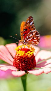 Preview wallpaper butterfly, flower, petals, macro