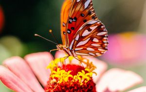 Preview wallpaper butterfly, flower, petals, macro
