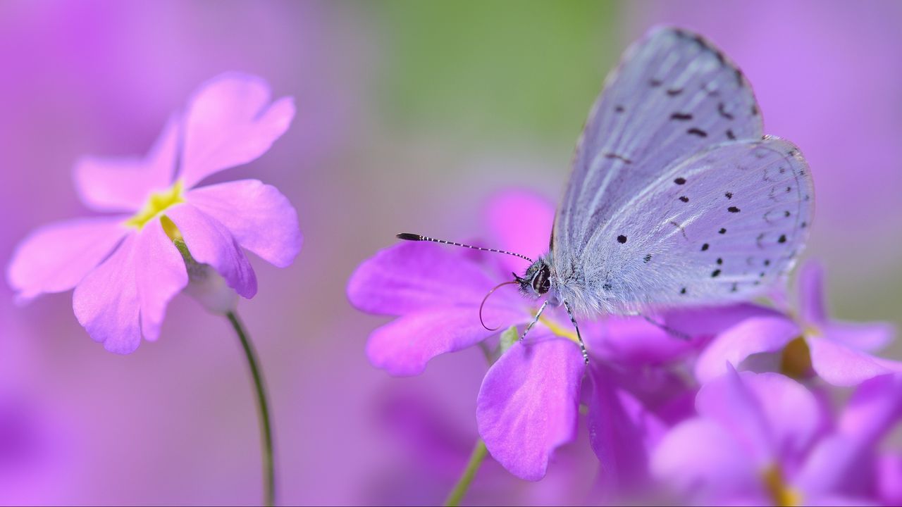 Wallpaper butterfly, flower, petals, spots, lilac