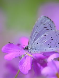 Preview wallpaper butterfly, flower, petals, spots, lilac