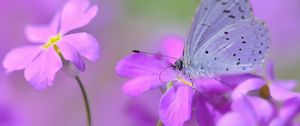 Preview wallpaper butterfly, flower, petals, spots, lilac