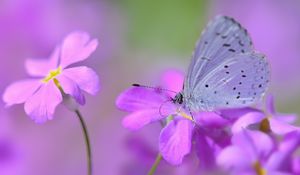 Preview wallpaper butterfly, flower, petals, spots, lilac