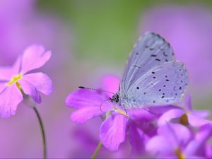 Preview wallpaper butterfly, flower, petals, spots, lilac