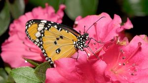 Preview wallpaper butterfly, flower, pink, bright
