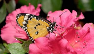 Preview wallpaper butterfly, flower, pink, bright