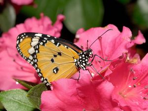 Preview wallpaper butterfly, flower, pink, bright