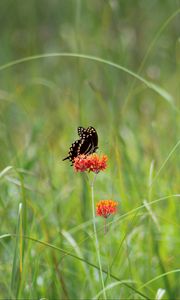 Preview wallpaper butterfly, flower, plant, grass