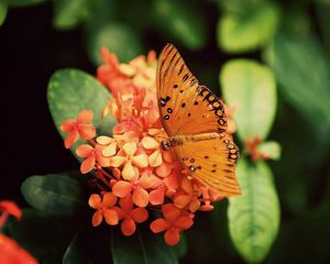 Preview wallpaper butterfly, flower, plant