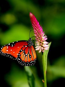 Preview wallpaper butterfly, flower, plant