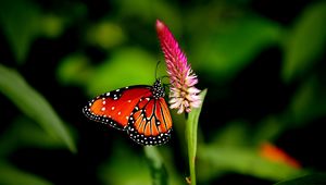 Preview wallpaper butterfly, flower, plant