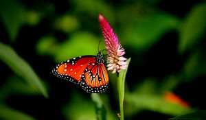 Preview wallpaper butterfly, flower, plant