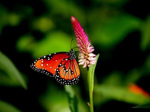 Preview wallpaper butterfly, flower, plant