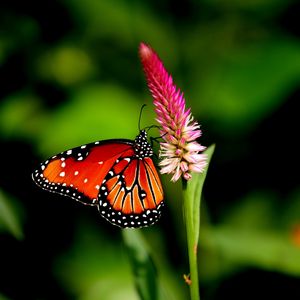 Preview wallpaper butterfly, flower, plant