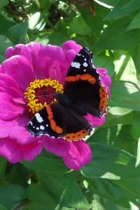 Preview wallpaper butterfly, flower, summer